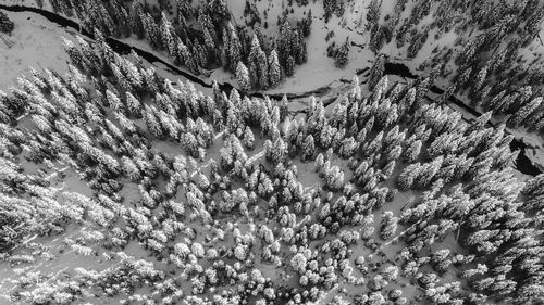 High angle view of pine trees