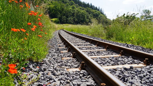 View of railroad tracks by plants