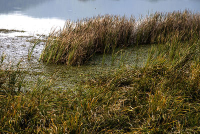 Plants growing on field by lake against sky