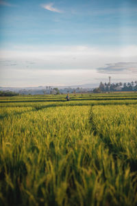 Scenic view of agricultural field against sky