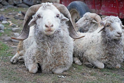 Portrait of sheep on field