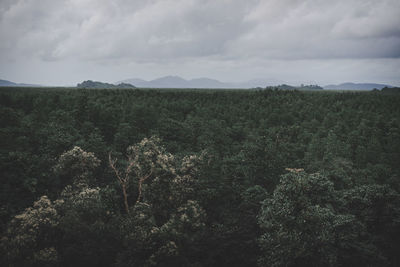 Plants growing on land against sky