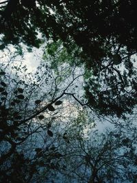 Low angle view of trees against sky
