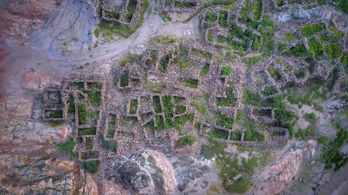 High angle view of plants growing on land