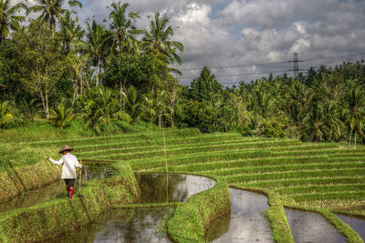 Rear view of farmer working at rice field