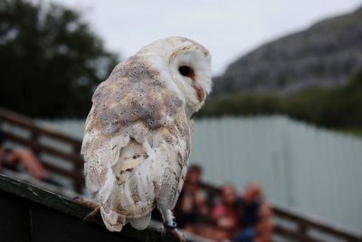 Close-up of owl on railing against lake