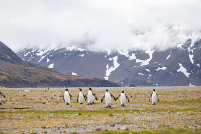 Penguins on field against mountains during winter