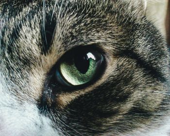 Close-up of cat