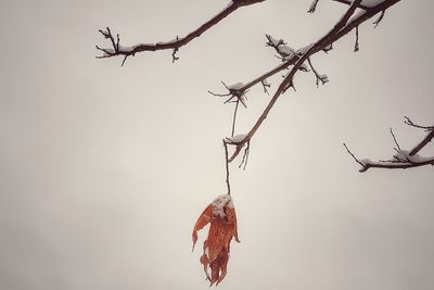 Low angle view of dry branch hanging against sky