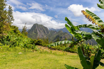 Scenic view of a green landscape with mountain range at island reunion