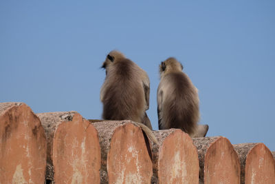 Low angle view of birds against clear blue sky
