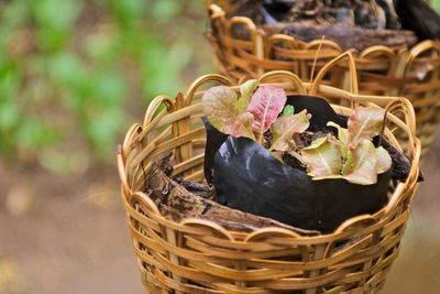 High angle view of vegetables in basket
