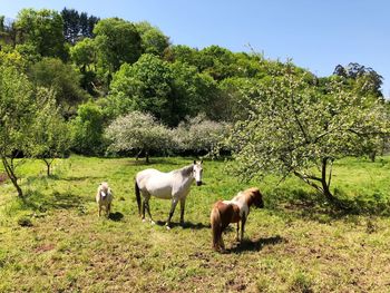 Horses in a field