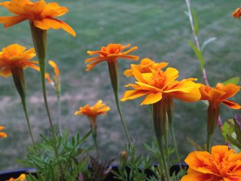 Close-up of yellow flower