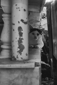 Portrait of cat