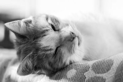 Close-up of kitten sleeping