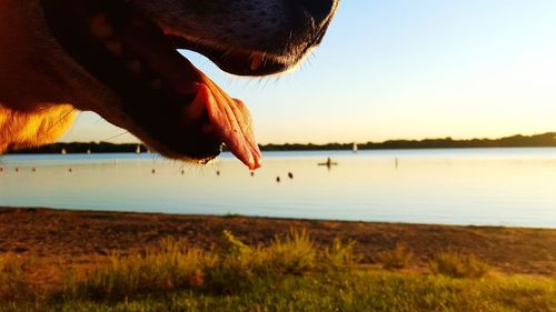 Close-up of dog in the lake