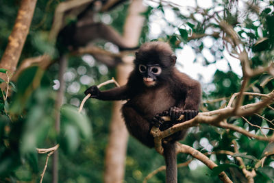 Monkey sitting on tree branch