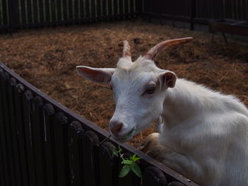 Goat at farm