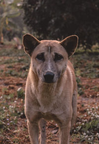 Portrait of dog standing on field