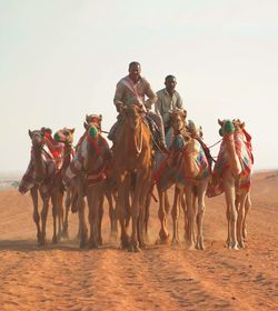 People sitting on camels at desert against clear sky