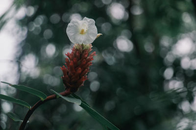 Close-up of red flowering plant