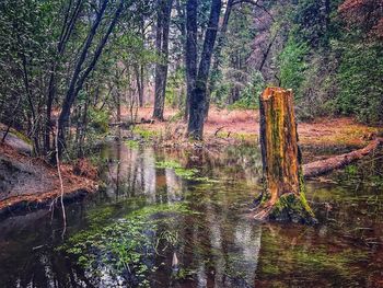 Trees in forest