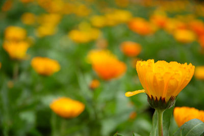 Close-up of yellow flowering plant