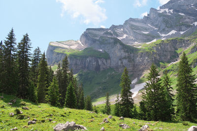 Scenic view of pine trees and mountains against sky