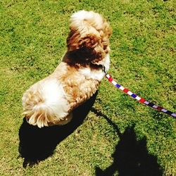 Dog on grassy field