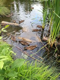 High angle view of bird in lake