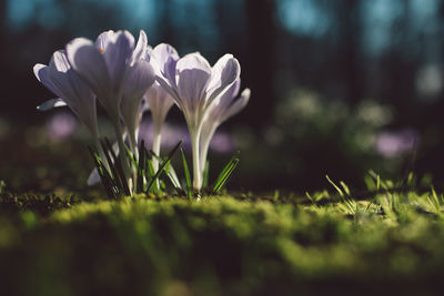 Close-up of purple crocus flowers on field