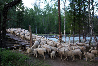 Herd of sheep in a forest