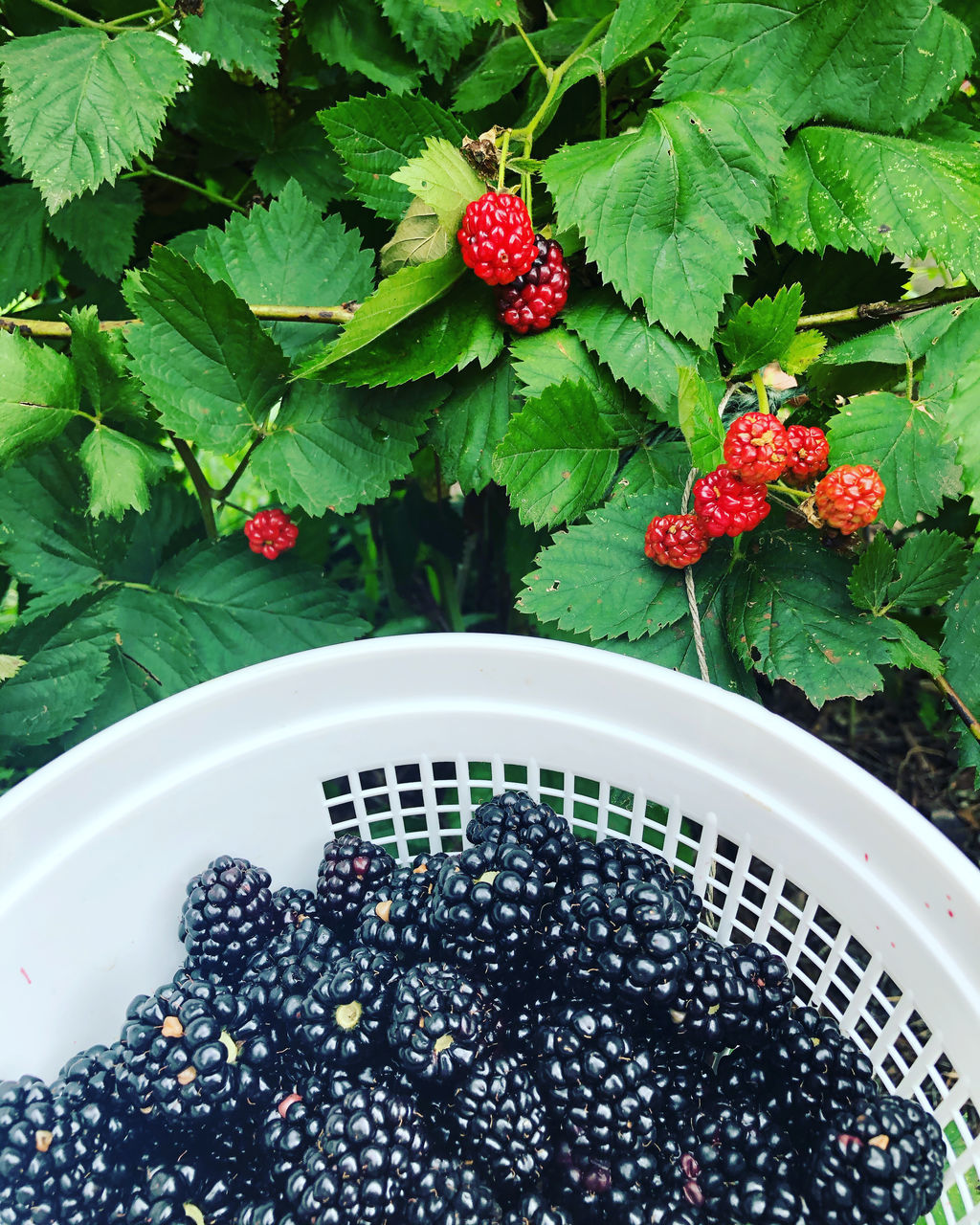 HIGH ANGLE VIEW OF BERRIES GROWING IN CONTAINER