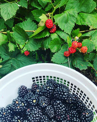 High angle view of berries growing on plant