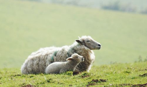 Sheep in a field