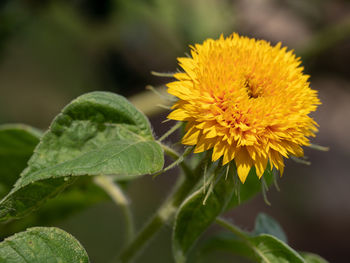 Close-up of yellow flowering plant