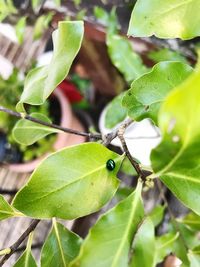 Close-up of insect on leaf