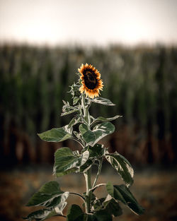 Close-up of sunflower on field