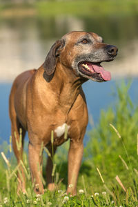 Close-up of dog looking away on field