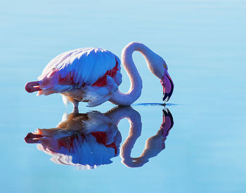 Side view of flamingo with reflection in lake