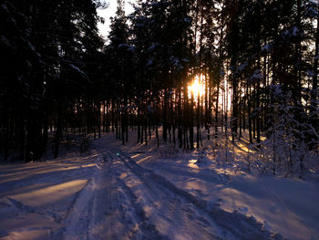 Trees on snow covered field against sky