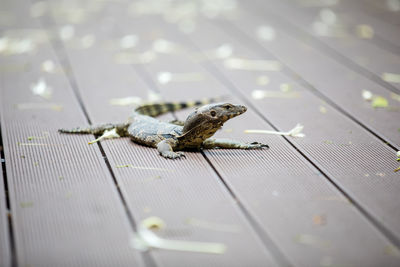 Young varanus salvator or asian water monitor lying on wooden floor