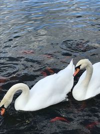 High angle view of swans swimming in lake