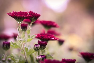 Close-up of pink flower blooming outdoors