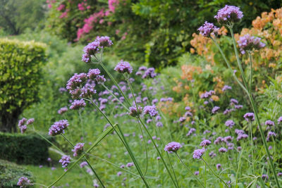 Close-up of purple flowering plants on field