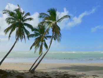 Palm trees on beach against sky