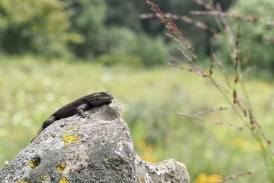 Close-up of a bird on rock