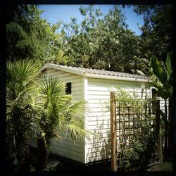 Plants growing on a tree