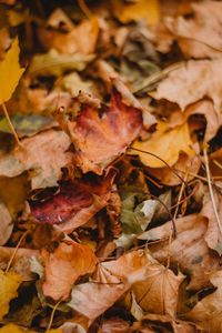 Full frame shot of dried leaves